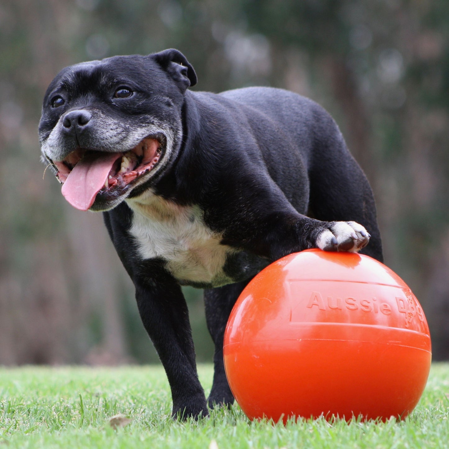 Aussie Dog Staffie Ball - Extra Tough | Puppy Pastimes.